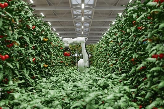 Robot Arm Harvesting Tomatoes In Greenhouse.